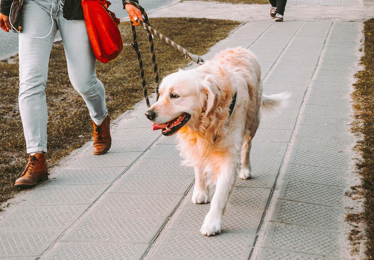 golden retriever person walking beside Golden retriever on the street canine